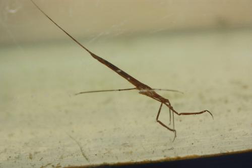 Réf. 205 409 : Ranatra linearis